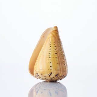 Conus Betulinus Polished 9cm
