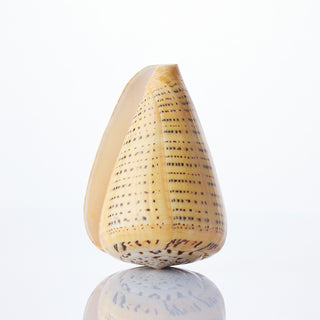 Conus Betulinus Approx 12cm
