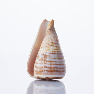 Conus Figulinus Approx 8cm