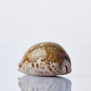 Conus Leopardis - 12cm