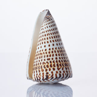 Conus Literatus Approx 10cm