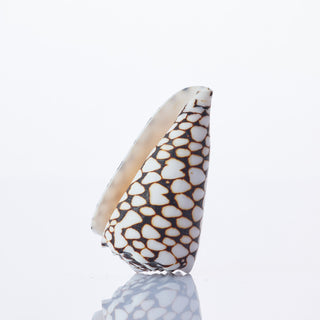 Conus Mamoreus Approx 8cm