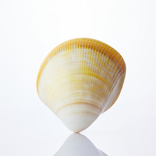Pacific Cockle Approx 13cm