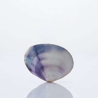 Purple Clam Approx 5cm