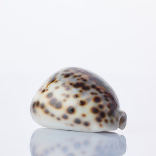 Cyprea Tigris Approx 6cm