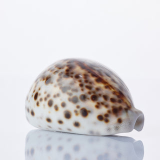 Cyprea Tigris Approx 8cm