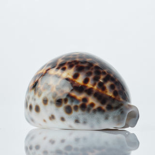Cyprea Tigris Approx 10cm