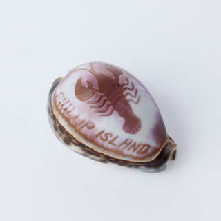 Custom Carved Cowrie Shell with Turtle