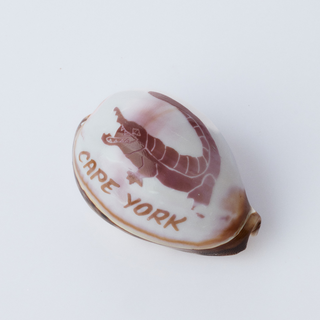 Custom Carved Cowrie Shell with Turtle