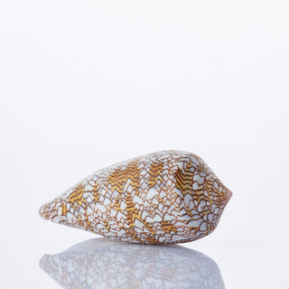 Conus Textile Approx 8cm