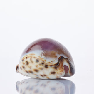 Purple Cyprea Tigris Approx 8cm
