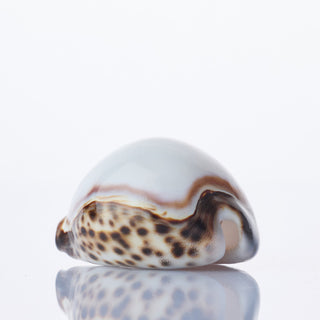 White Cyprea Tigris Approx 8cm