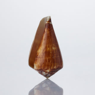 Conus Vexillium - 8cm - Min 10