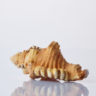 Cymatium Lotorium Approx 8cm