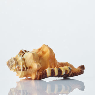 Cymatium Lotorium Approx 10cm