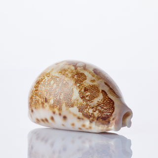 Cyprea Mappa Approx 7cm