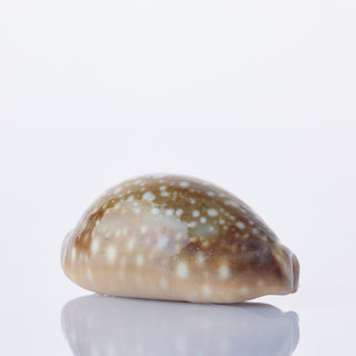 Deer Cowrie Approx 5cm