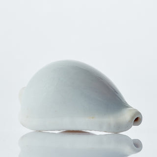 Egg Shell Approx 6cm