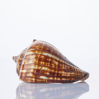 Fiber Conch Approx 10cm