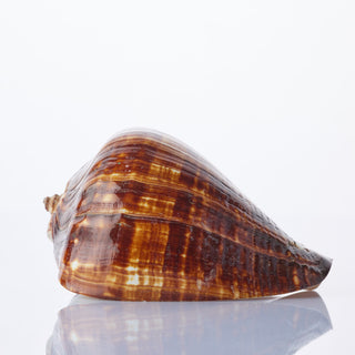 Fiber Conch Approx 12cm