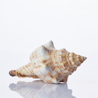 Fasc Trapezium Approx 10cm