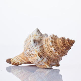 Fasc Trapezium Approx 12cm