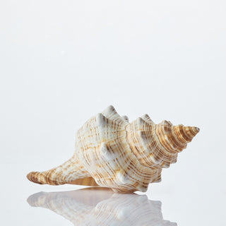 Fasc Trapezium Approx 15cm