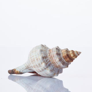 Fasc Trapezium Approx 8cm