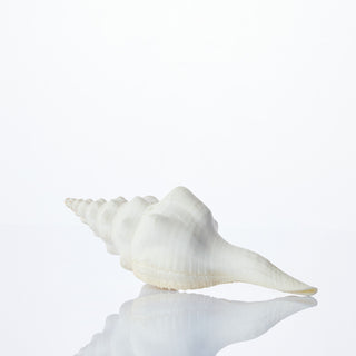 Fusos Undatus Approx 14cm
