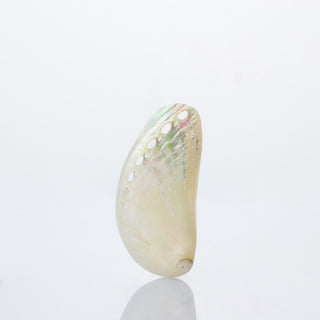 Haliotis Assinina Pearlised Approx 8cm