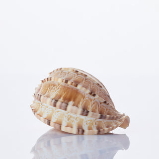 Harpa Davidis Approx 7cm