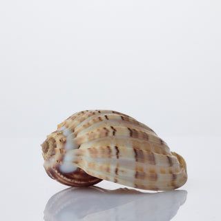 Harpa Davidis Approx 12cm
