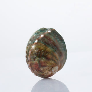 Haliotis Polished Approx 6cm