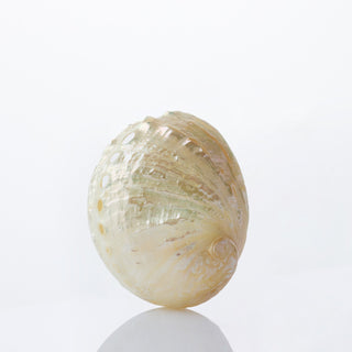 Haliotis Pearlised Approx 6cm