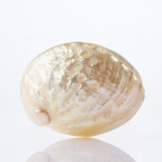 Haliotis Pearlised Approx 10cm