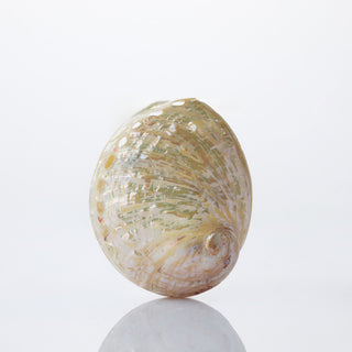 Haliotis Laevegara Pearlised Approx 10cm