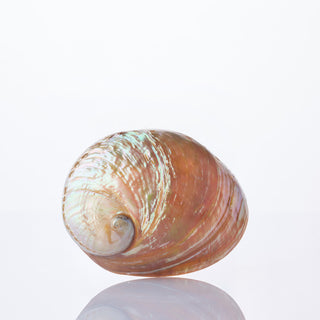 Haliotis Laevegara Approx 13cm