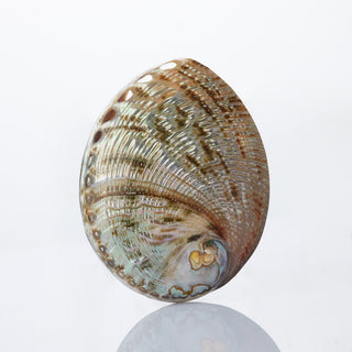 Haliotis Fulgens Polished Approx 10cm
