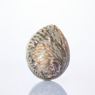 Abalone Midae Approx 12cm