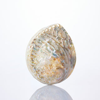 Abalone Midae Approx 14cm