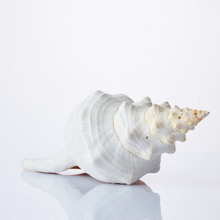Horse Conch Approx 30cm