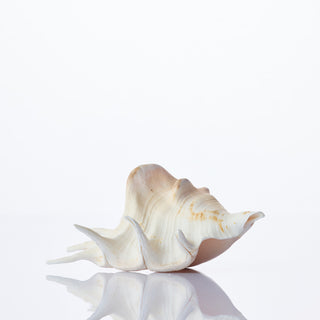 Lambis Lambis Approx 10cm