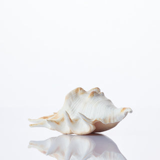 Lambis Lambis Approx 12cm