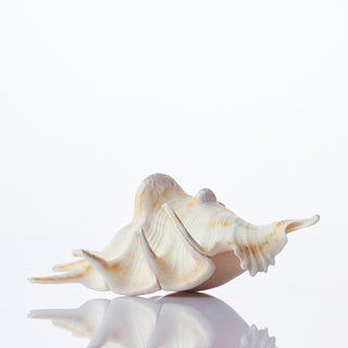Lambis Lambis Approx 17cm