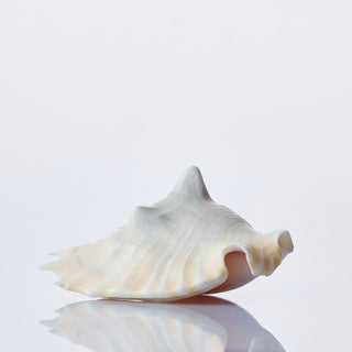 Lacinate Conch Approx 7cm