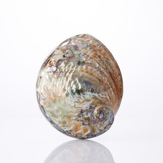 Corrugated Abalone Polished Approx 12cm