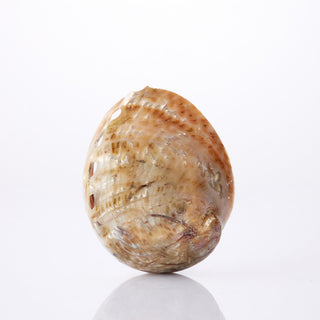 Striped Abalone Polished Approx 8cm