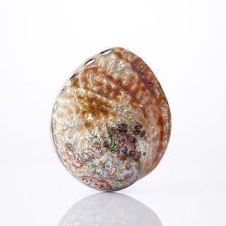 Striped Abalone Polished Approx 10cm