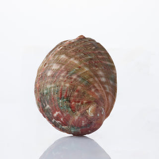Striped Abalone Polished Approx 13cm