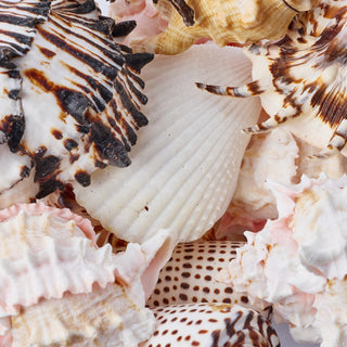 100 Assorted Shells Pack